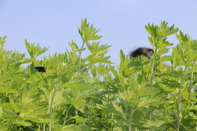 蕲艾基地
