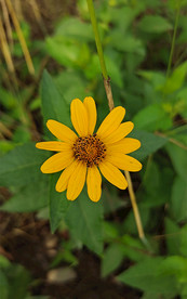 日光菊