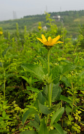 日光菊