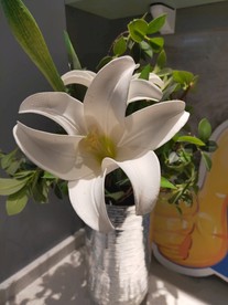 瓶花
