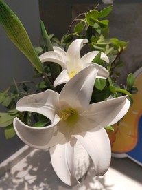 瓶花