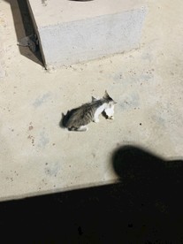 路灯下的小猫
