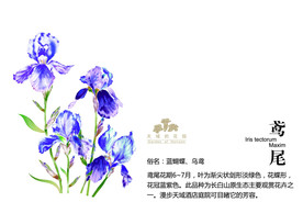 鸢尾餐纸