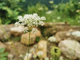 草本植物