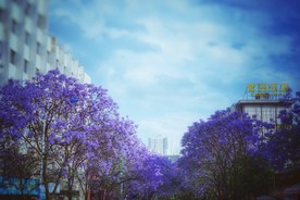 蓝花楹