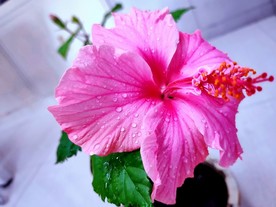 朱槿花