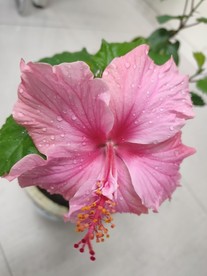 朱槿花