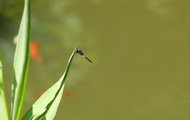 夏日蜻蜓