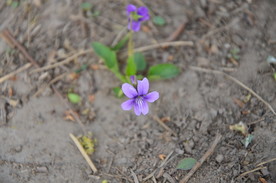 小紫花