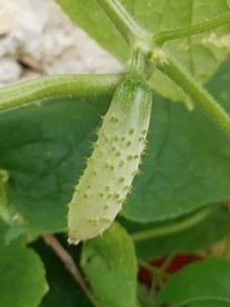 小黄瓜