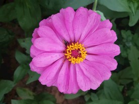 洋红色百日菊