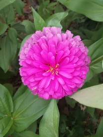 洋红色百日菊