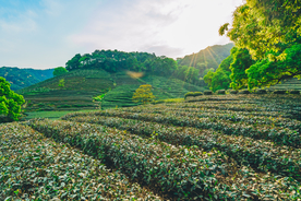 茶园茶田清新背景素材
