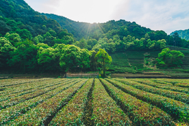 茶园茶田清新背景素材