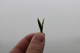 茶叶