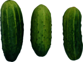 黄瓜