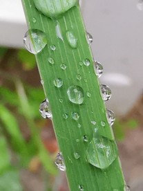 沾满水珠的绿叶