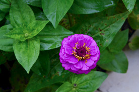 百日菊