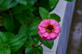 百日菊