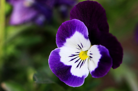 阳蝶花