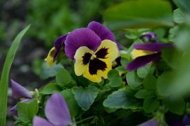 阳蝶花
