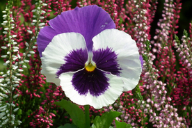阳蝶花