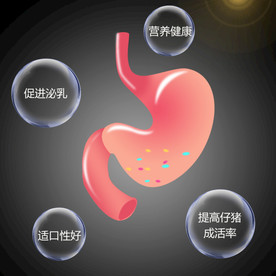 手绘猪胃 动物喂示意图