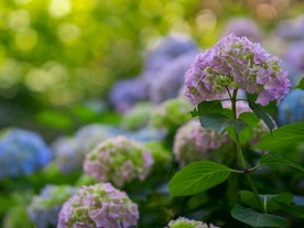 绣球花