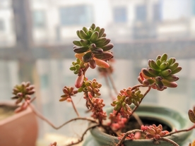 盆栽