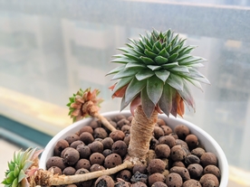 盆栽