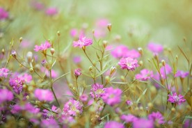 花卉摄影