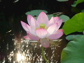 荷花特写