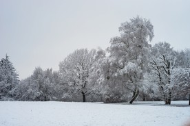 雪地树林
