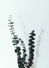 绿植背景
