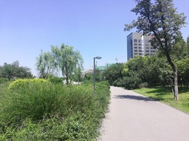 公园的小路