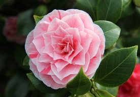 茶花