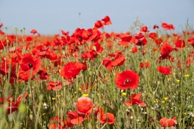 罂粟花场景