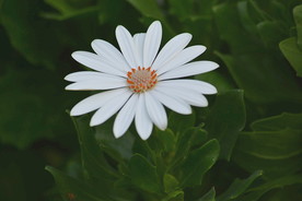 白色小花