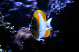 海盗