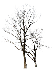 冬树 枯树 造型树 干树 树