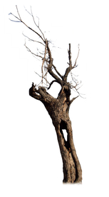 枯树 干树