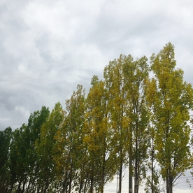 杨树