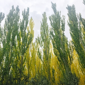 杨树