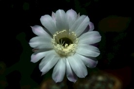 仙人掌花朵 罕见