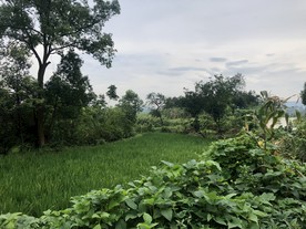 田野