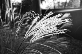 芒草