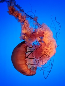 水母 海洋生物