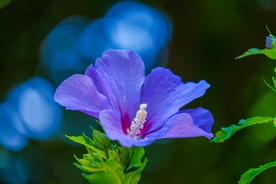 芙蓉