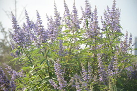 黄荆
