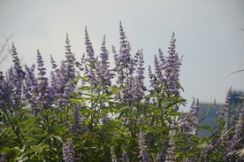 黄荆